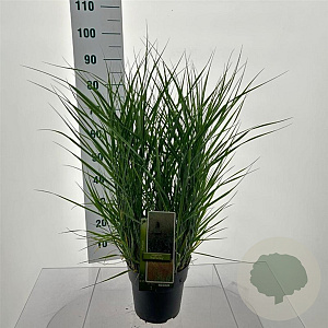 Panicum virgatum 'Prairie Sky' 60-90 cm 6,5L