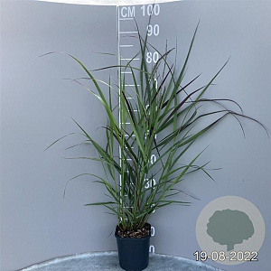 Panicum virgatum 'Squaw' GM 2,0L