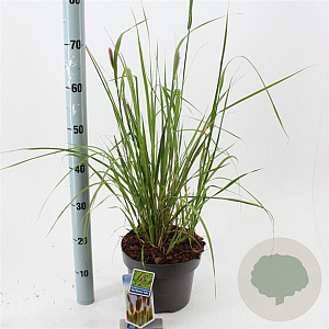 Pennisetum massaicum 30-40 cm 5,0L