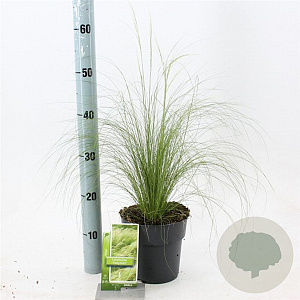 Stipa tenuissima 'Ponytails' 20-25 cm 2,0L
