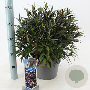 Strobilanthes anisop. Brunetthy 30-40 cm 5,0L