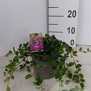 Vinca minor 'Atropurpurea' 30-40 cm P15