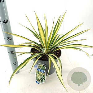 Yucca filamentosa 'Color Guard' 30-40 cm 5,0L
