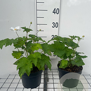 Anemone hyb. 'Honorine Jobert' GM 2,0L