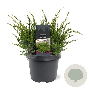 Juniperus media 'Mint Julep' 30-40 cm 3,0L