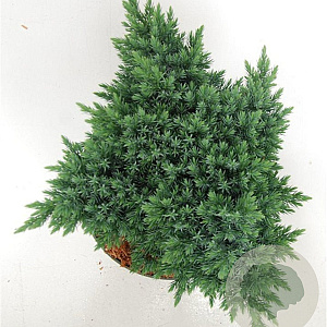 Juniperus squamata 'Blue Star' 25-30 cm 5,0L