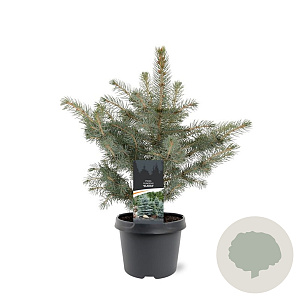 Picea pungens glauca 25-30 cm 3,5L