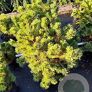 Pinus mugo 'Mops' 50-55 cm 10L