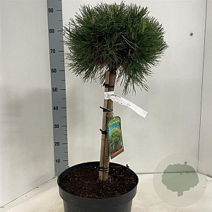 Pinus mugo 'Varella' 40 cm stam 10L