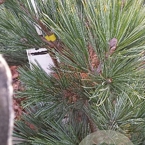 Pinus strobus 'Radiata' 50-60 cm met kluit