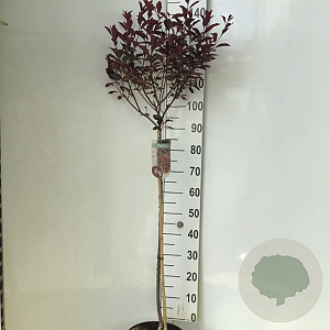 Prunus cistena 90 cm stam 7,5L