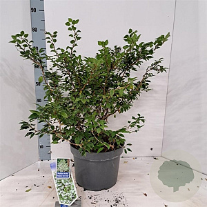 Prunus incisa 'Kojou-no-mai' 40-50 cm 10L