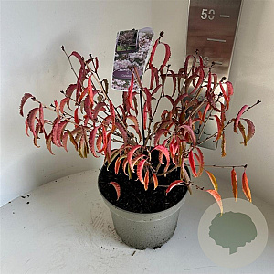 Prunus incisa 'Oshidori' 30-40 cm 5,0L