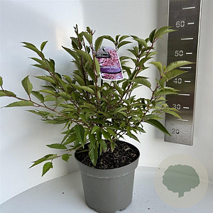 Prunus incisa 'Paean' 30-40 cm 5,0L