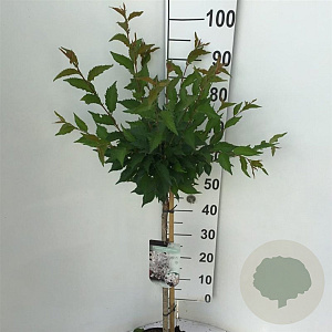 Prunus nipponica 'Brillant' 60 cm stam 5,0L