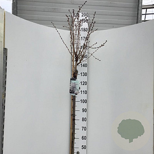 Prunus nipponica 'Brillant' 150 cm stam 15L
