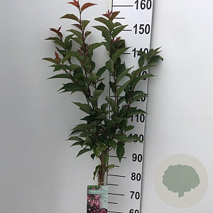 Prunus nipponica 'Ruby' 90 cm stam 7,5L