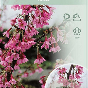 Prunus 'Okame' 60 cm stam 5,0L