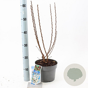 Prunus tomentosa 30-40 cm 3,0L