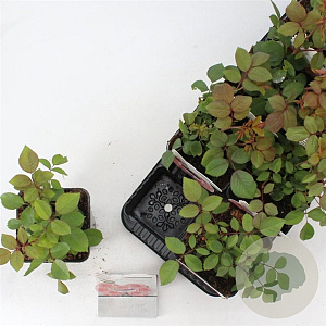 Rosa (F) Carmina 10-15 cm C1.5