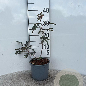 Rosa glauca 30-40 cm 2,0L