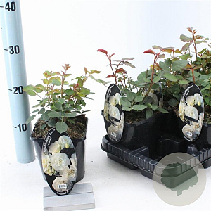 Rosa (F) Wedding Rose 10-15 cm C1.5