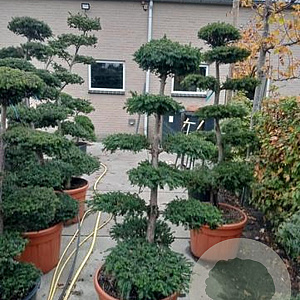 Taxus baccata 170 cm cont. 65L bonsai