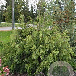 Thuja plicata 'Aldrich Mountain' 40-50 cm 3,0L