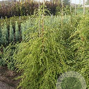 Tsuga canadensis 100-125 cm met kluit