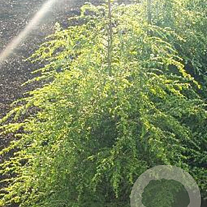 Tsuga canadensis 100-125 cm met kluit