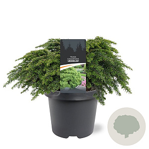 Tsuga canadensis 'Jeddeloh' 30-40 cm 5,0L