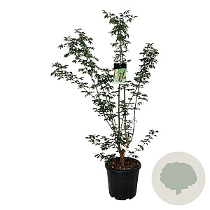Acer griseum 125-150 cm 30L extra