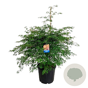 Acer Ice Dragon 125-150 cm cont. 55L extra