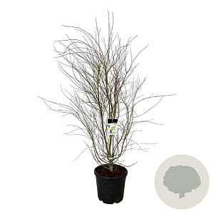 Acer palmatum 170-200 cm cont. 55L extra