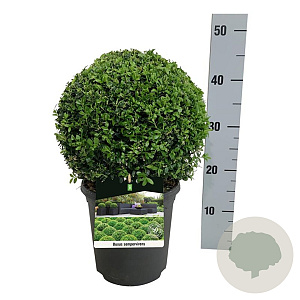 Buxus sempervirens 25-30 cm 4,0L bol antraciet