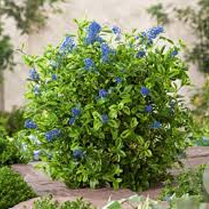 Ceanothus El Dorado 30-40 cm 5,0L struik