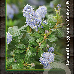 Ceanothus griseus 'Yankee Point' 40-50 cm 5,0L