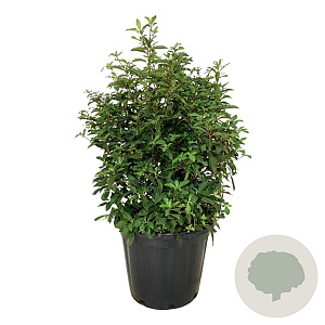 Clethra barbinervis 60-80 cm 30L extra