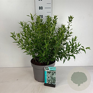 Deutzia gracilis 50-60 cm 10L