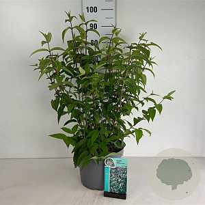 Deutzia hybrida 'Strawberry Fields' 80-100 cm 10L