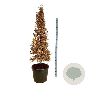 Fagus sylvatica 175-200 cm cont. 90L