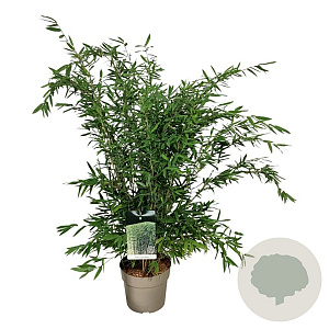 Fargesia nitida 'Gansu 95/2' 80-100 cm 6L