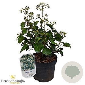 Hedera hel. 'Arborescens' 25-30 cm 3,5L