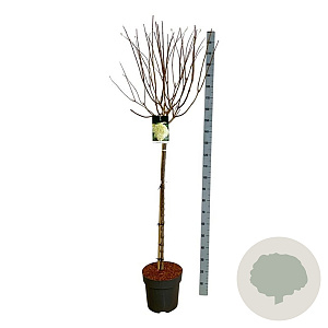 Hydrangea pan. 'Limelight' 120 cm stam 15L