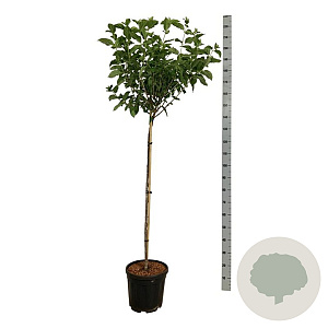 Hydrangea pan. 'Limelight' 120 cm stam 15L