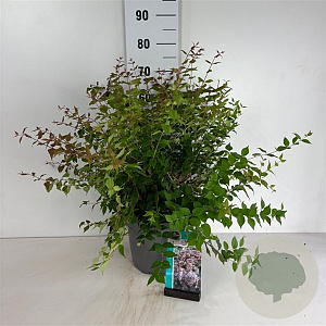 Kolkwitzia amabilis 60-80 cm 10L