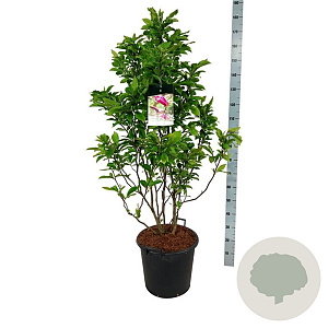 Magnolia 'Susan' 100-125 cm 30L extra