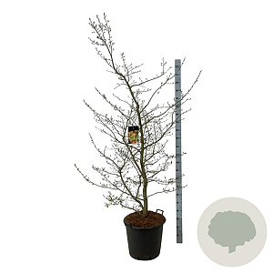 Parrotia persica 170-200 cm cont. 55L extra