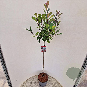 Photinia fraseri 'Red Robin' 90 cm stam 10L