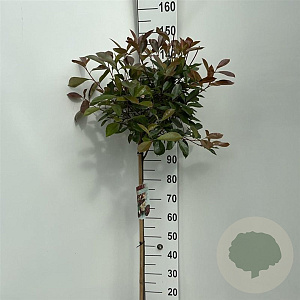 Photinia fraseri 'Red Robin' 90 cm stam 10L